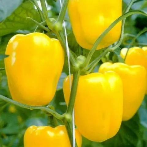 Late varieties of sweet pepper