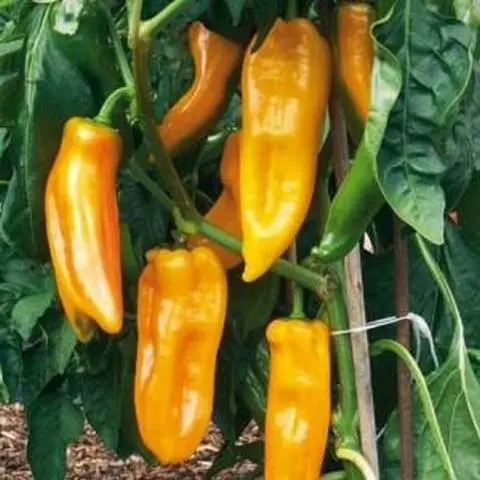 Late varieties of sweet pepper