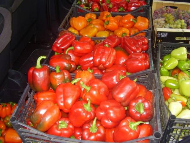 Late varieties of sweet pepper