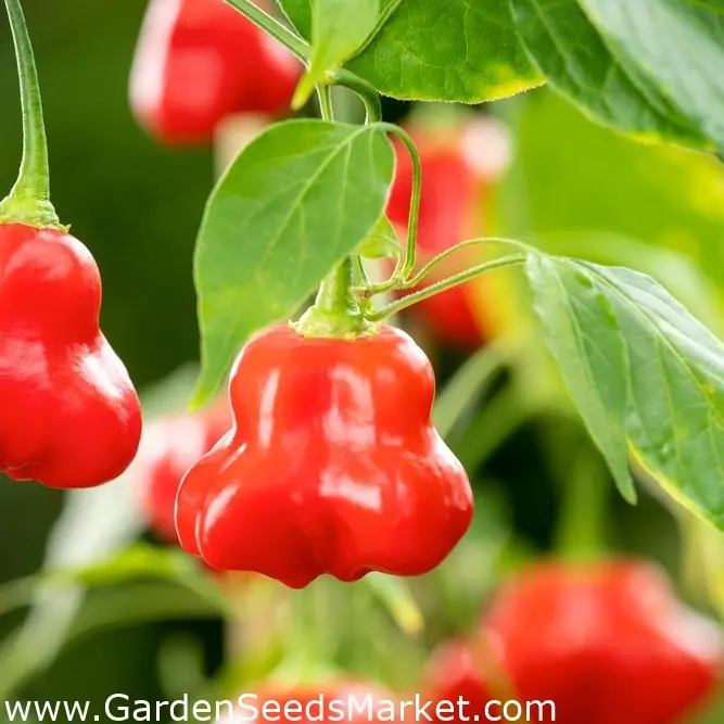 Late varieties of sweet pepper