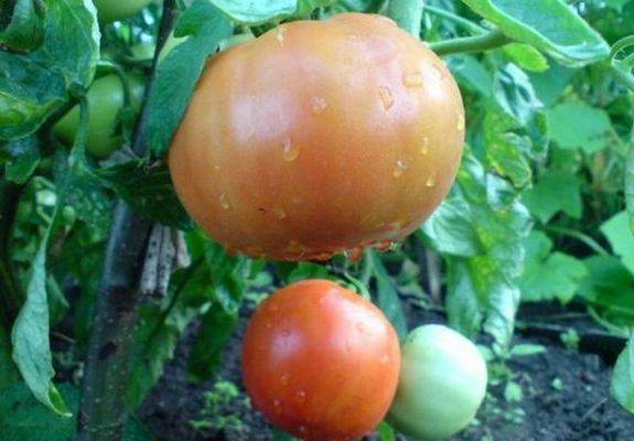 Late varieties of tomatoes