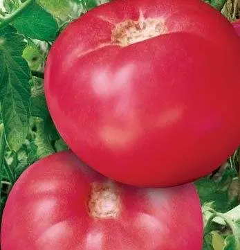 Late varieties of tomatoes