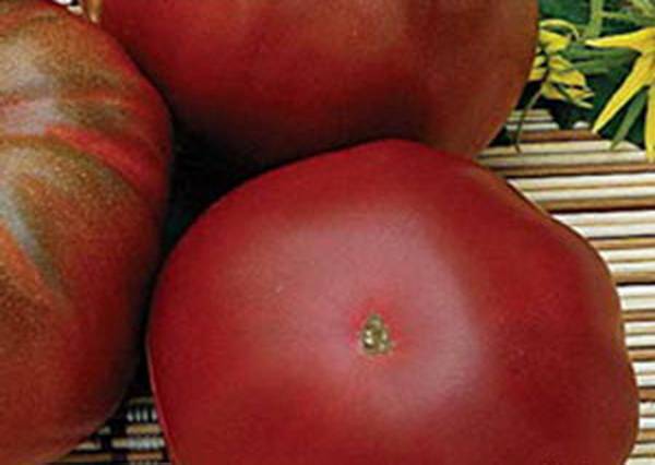 Late varieties of tomatoes