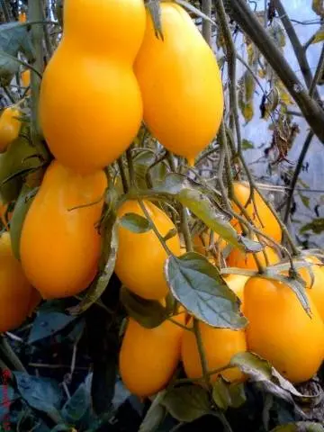 Late varieties of tomatoes