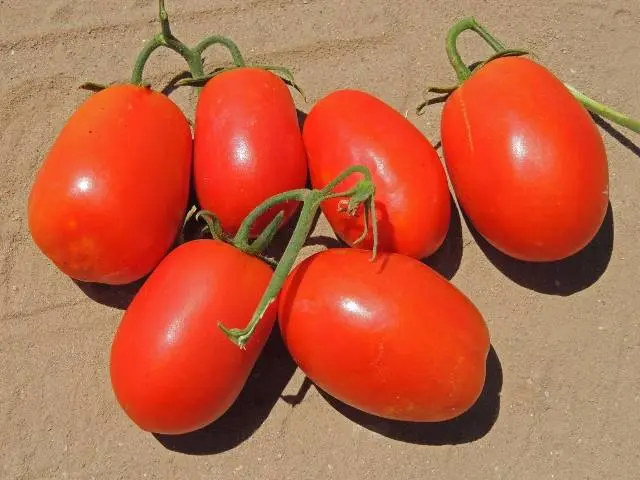 Late varieties of tomatoes