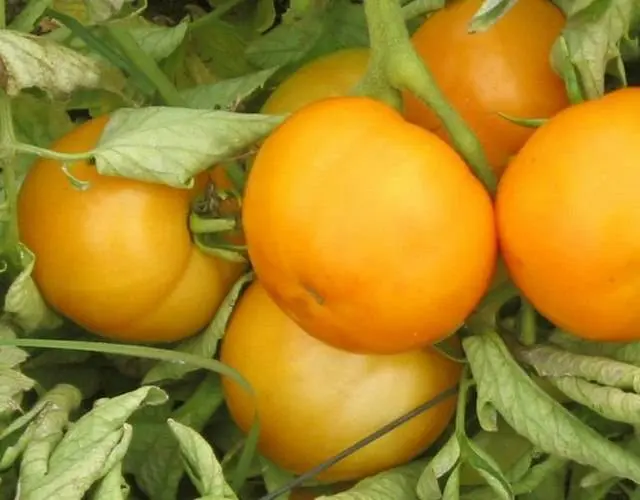 Late varieties of tomatoes