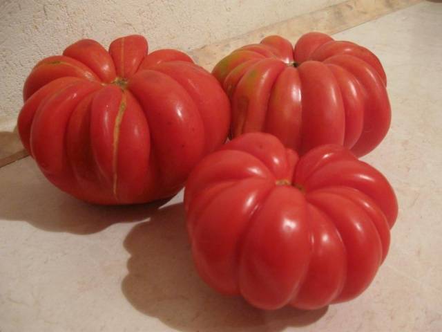 Late varieties of tomatoes