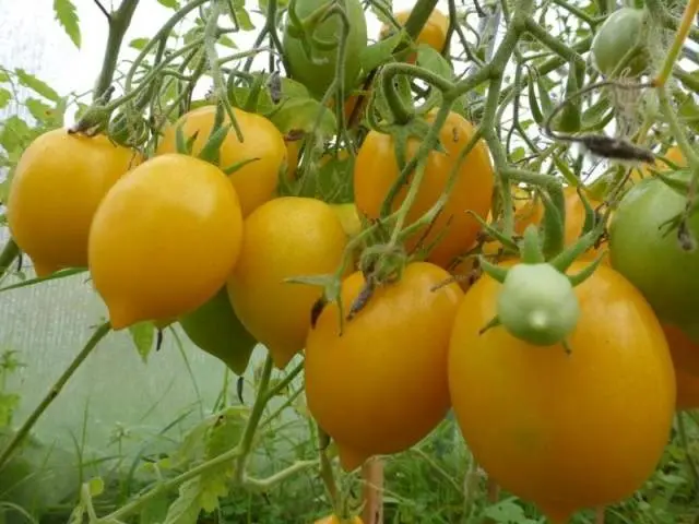 Late varieties of tomatoes