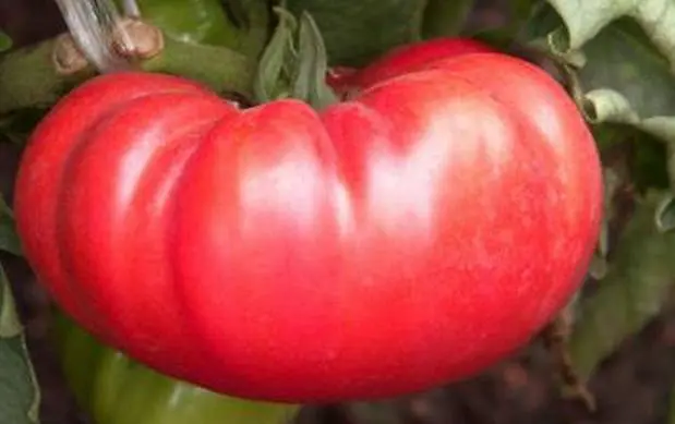 Late varieties of tomatoes