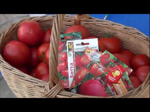 Late varieties of tomatoes