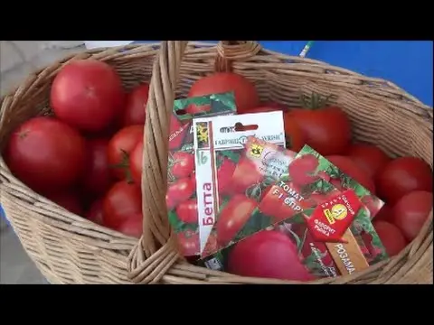 Late varieties of tomatoes