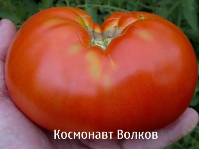 Late varieties of tomatoes