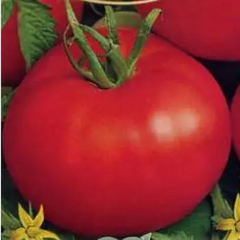 Late varieties of tomatoes