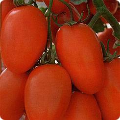 Late varieties of tomatoes