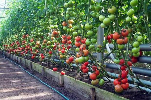 Late varieties of tomatoes for greenhouses