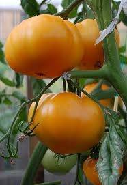 Late varieties of tomatoes for greenhouses