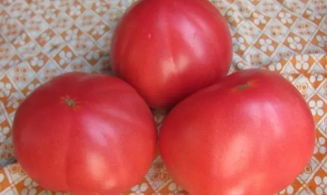 Late varieties of tomatoes for greenhouses