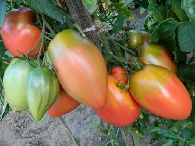 Late varieties of tomatoes for greenhouses