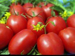 Late varieties of tomatoes for greenhouses