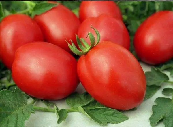 Late varieties of tomatoes for greenhouses