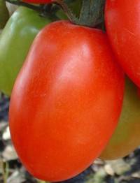 Late varieties of tomatoes for greenhouses