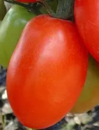 Late varieties of tomatoes for greenhouses