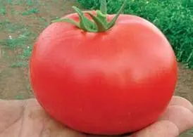 Late varieties of tomatoes for greenhouses