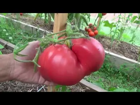 Late varieties of tomatoes for greenhouses