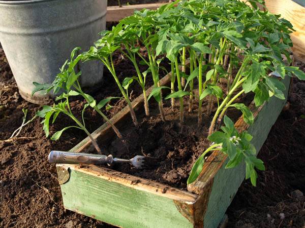 Late varieties of tomatoes for greenhouses