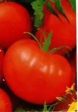 Late varieties of tomatoes for greenhouses