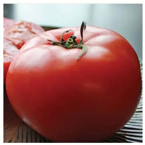 Late varieties of tomatoes for greenhouses