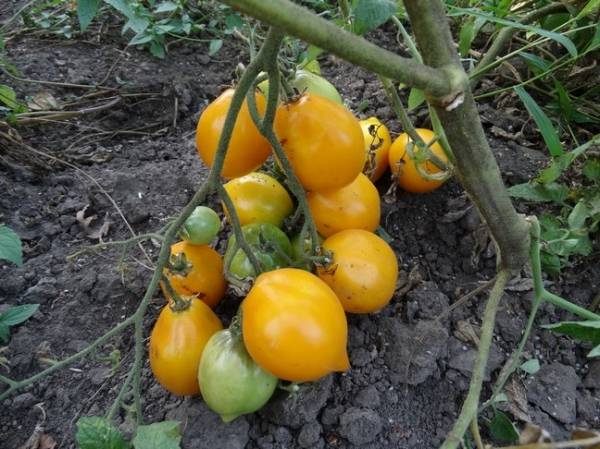 Late varieties of tomatoes for greenhouses