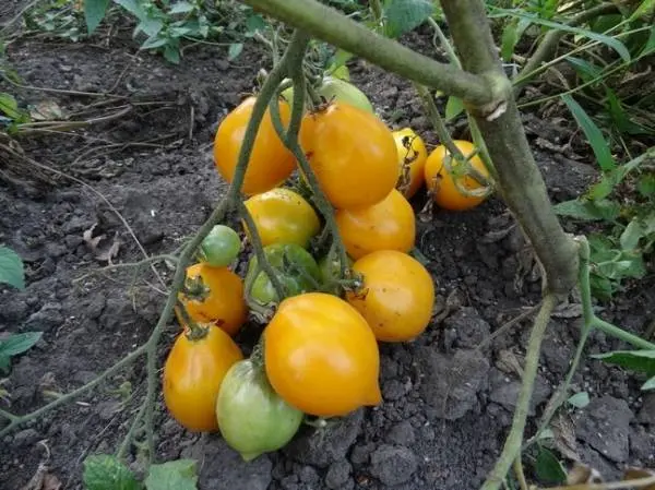 Late varieties of tomatoes for greenhouses