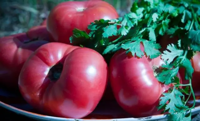 Late varieties of tomatoes for greenhouses