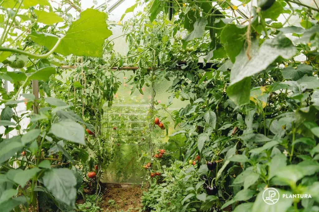 Late varieties of tomatoes for greenhouses