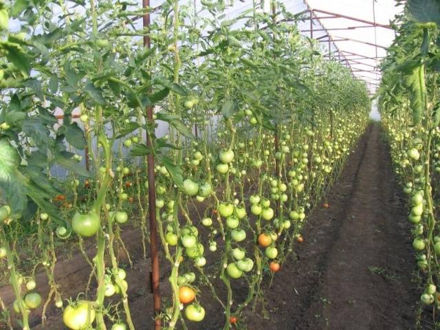 Late varieties of tomatoes for open ground