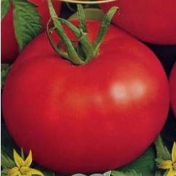 Late varieties of tomatoes for open ground