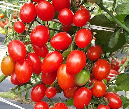 Late varieties of tomatoes for open ground