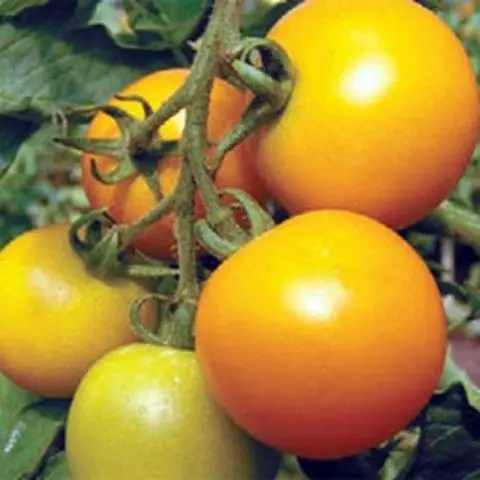 Late varieties of tomatoes for open ground