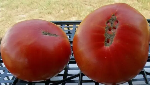 Late varieties of tomatoes for open ground