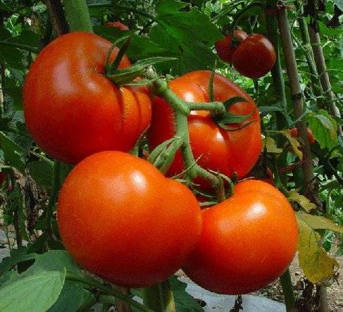 Late varieties of tomatoes for open ground