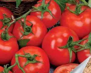 Late varieties of tomatoes for open ground