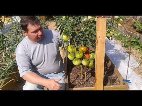 Late varieties of tomatoes for open ground