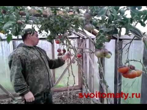 Late varieties of tomatoes for open ground