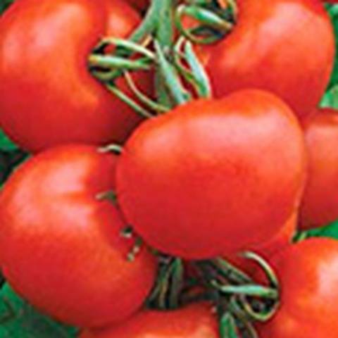 Late varieties of tomatoes for open ground