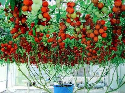 Late varieties of tomatoes for open ground