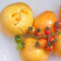 Late varieties of tomatoes for open ground