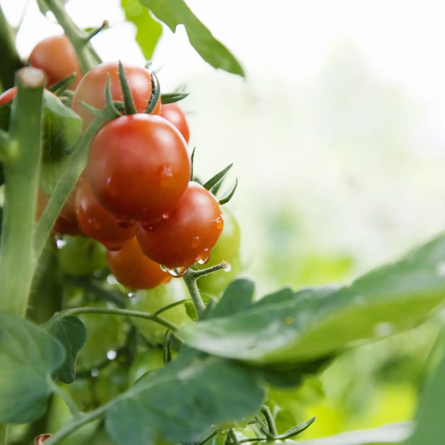 Late varieties of tomatoes