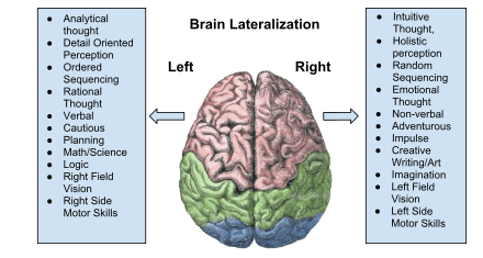 Lateralization &#8211; what is it? Course and types of lateralization