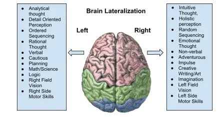 Lateralization &#8211; what is it? Course and types of lateralization